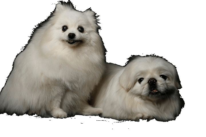 2匹の犬