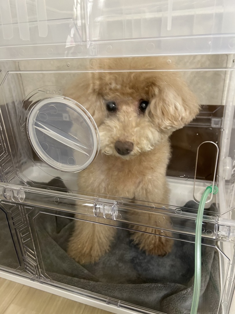 ペット用酸素室｢O2 pet(オーツペット)｣でケア